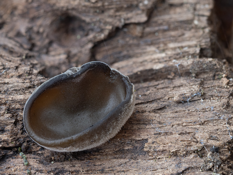 Auricularia cerrina